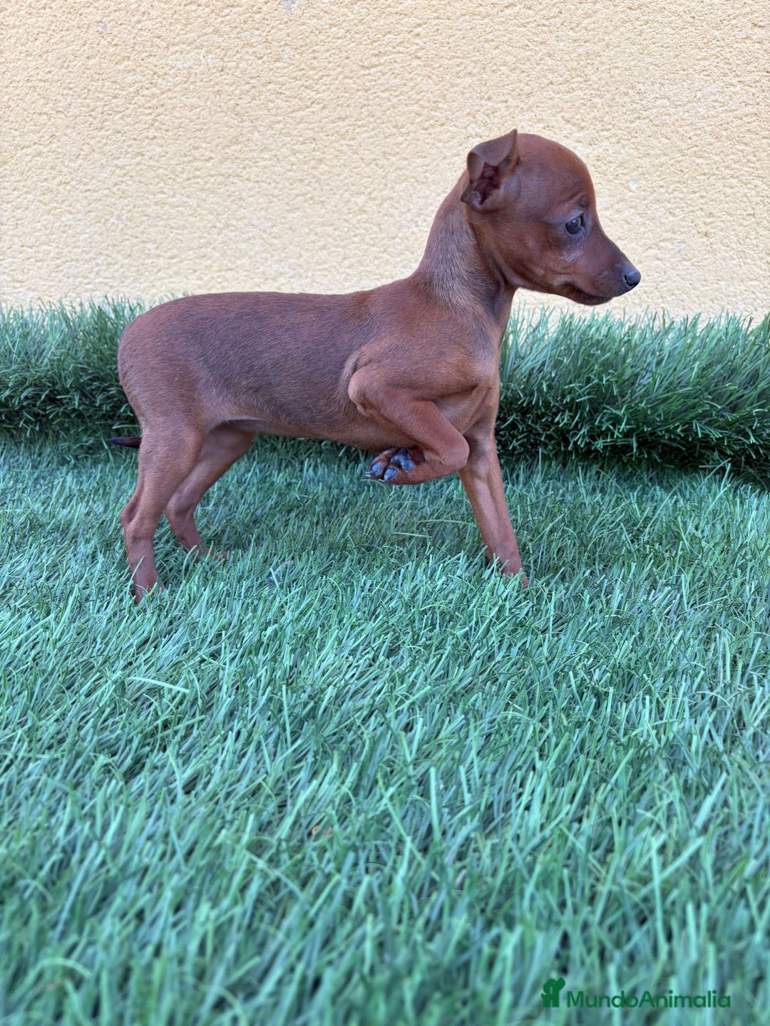 Pinscher Miniatura perros en venta: macho y hembra pinscher miniatura o mini pinscher - Imagen 21