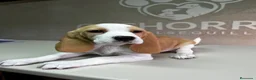 Beagle perros en venta: Beagle  - Anuncio 3