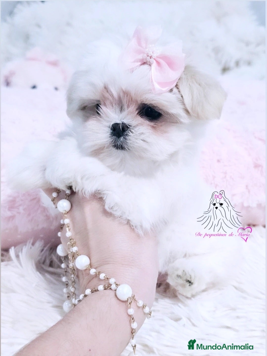 Bichón Maltés perros Bichon maltes coreano miniatura  - Anuncio 1