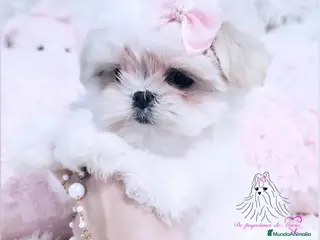 Bichón Maltés perros Bichon maltes coreano miniatura - Anuncio 1