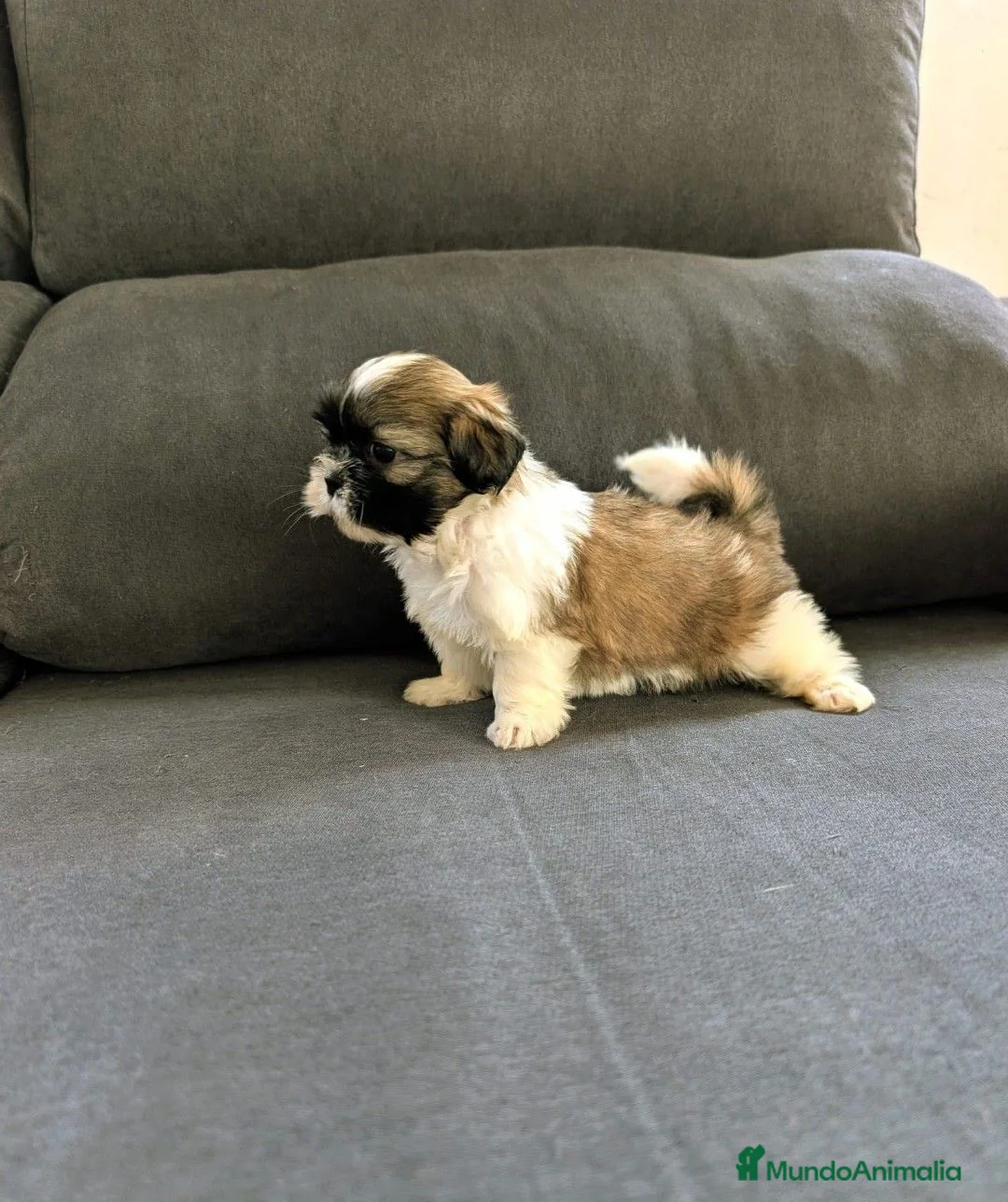 Shih Tzu perros en venta: Shitzu - Anuncio 2