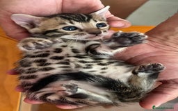 Bengalí gatos en venta: Bengalí charcoal en Cáceres - Imagen 5