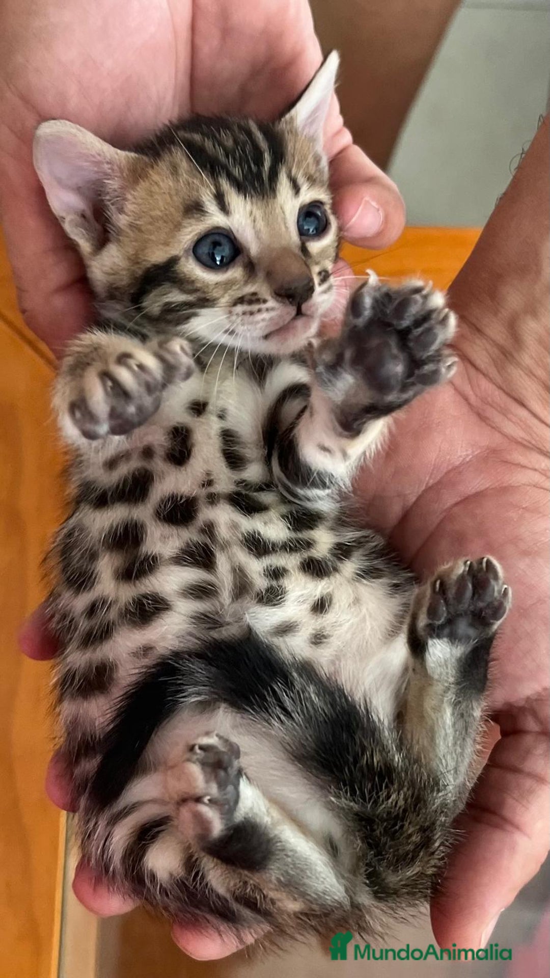 Bengalí gatos en venta: Bengalí charcoal en Cáceres - Imagen 5