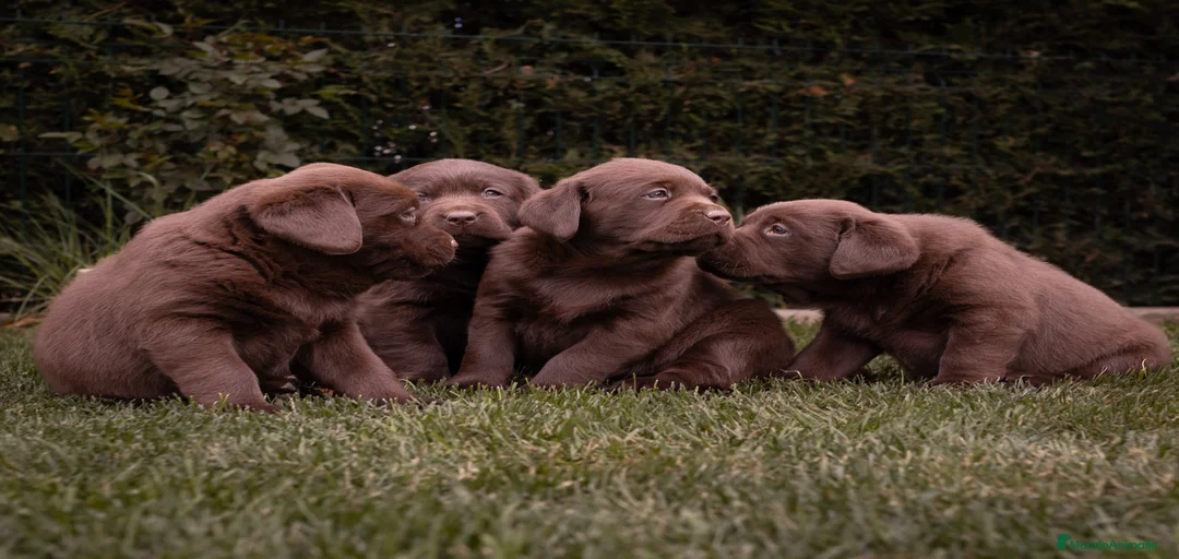 Imagen de galería {{count}}