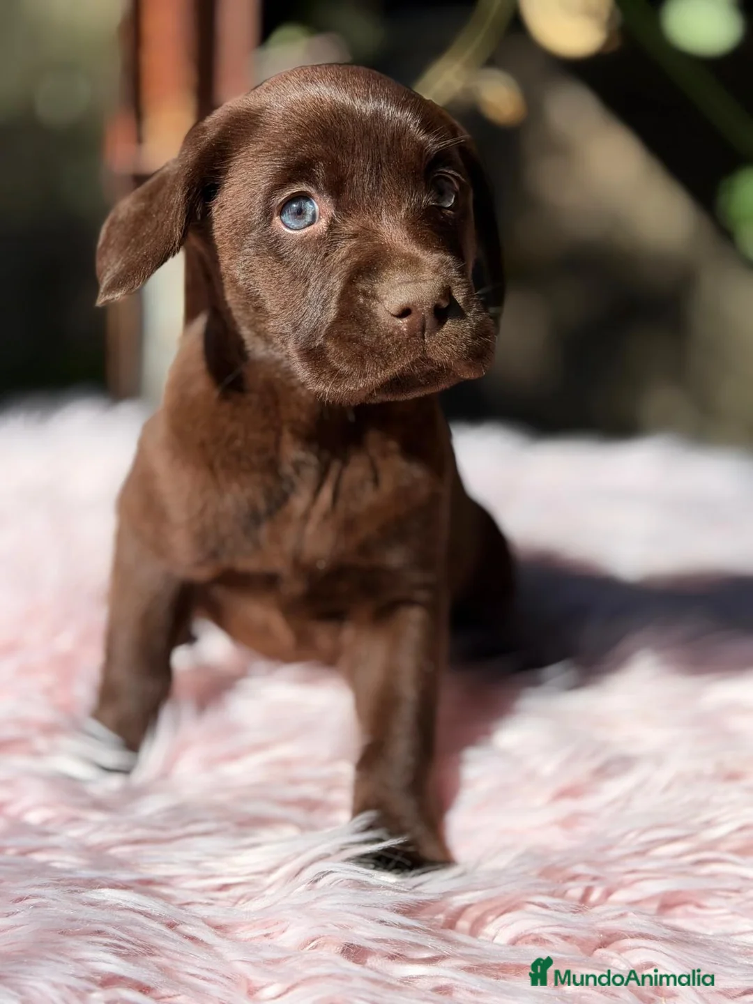 Labrador Retriever perros en venta: LABRADOR RETRIEVER CHOCOLATE  - Anuncio 6