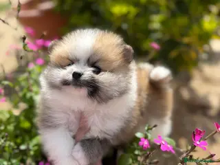 Pomerania perros Pomerania tricolor disponible !!!! - Anuncio 1