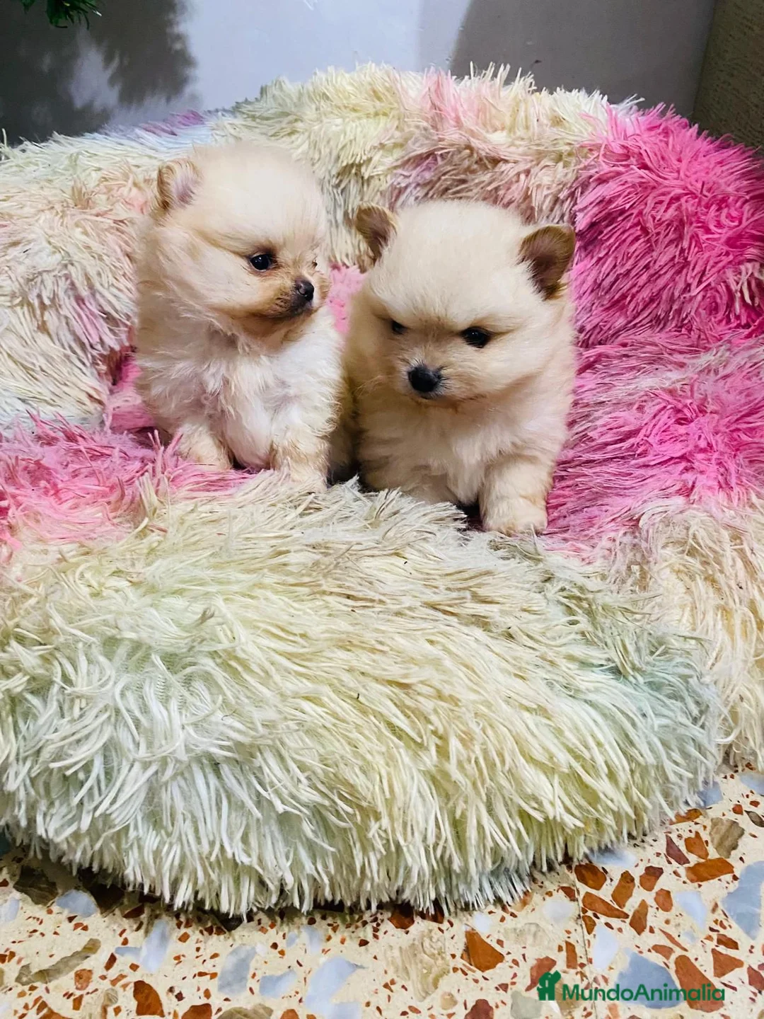 Pomerania perros en venta: Lulú de Pomerania toy muy toys  - Anuncio 4