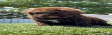 Perro de Agua Español 2
