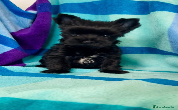 Biewer Yorkshire Terrier a la Pom Pon perros - Anuncio 5