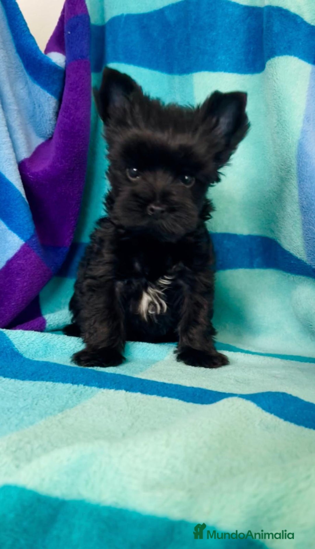 Biewer Yorkshire Terrier a la Pom Pon perros en venta: Cachorros yorkshire black exóticos  - Imagen 1