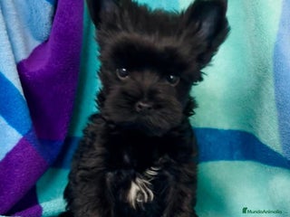 Biewer Yorkshire Terrier a la Pom Pon perros - Anuncio 1