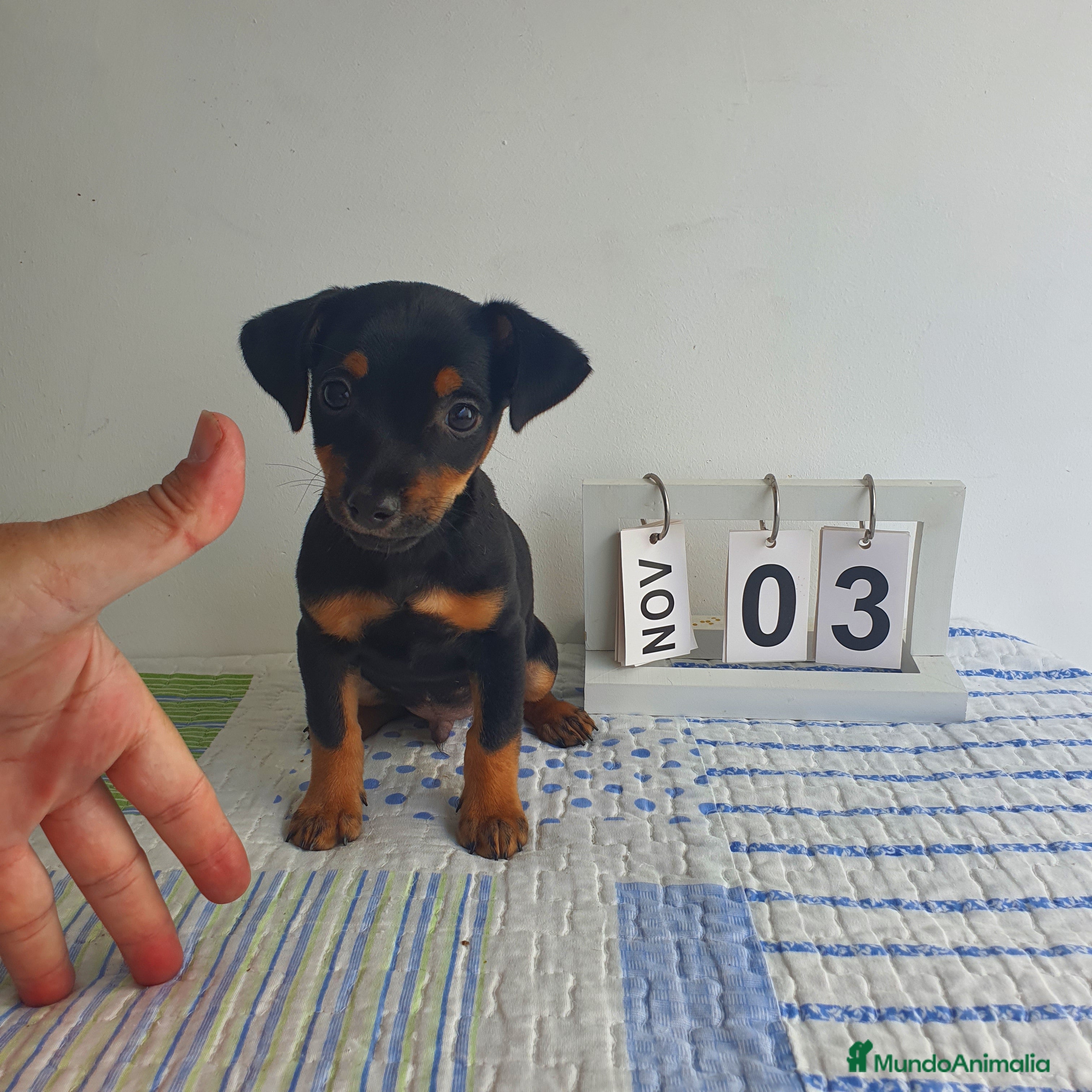 Pinscher Miniatura perros Pinscher miniatura  - Anuncio 1