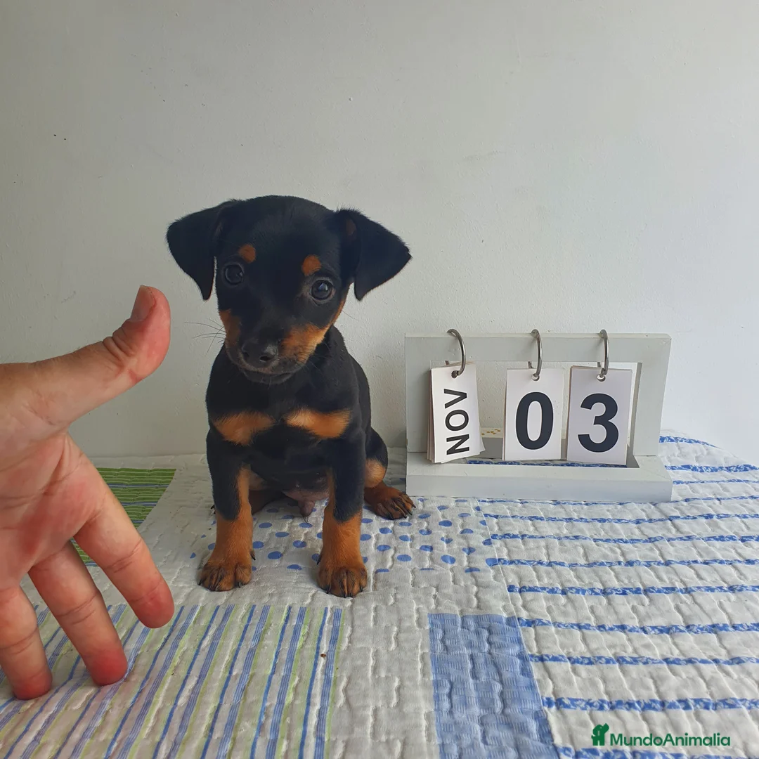 Pinscher Miniatura perros en venta: Pinscher miniatura  - Anuncio 1