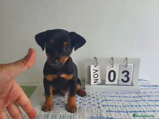 Pinscher Miniatura perros Pinscher miniatura - Anuncio 1