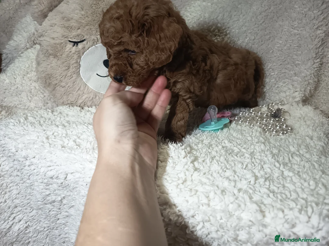 Caniche Toy perros en venta: Machos caniche toy y  enano rojos pimienton - Anuncio 3