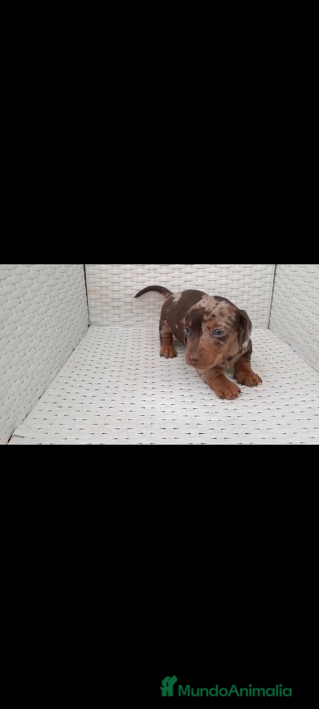 Teckel Miniatura perros en venta: Teckel kaninchen  - Imagen 2