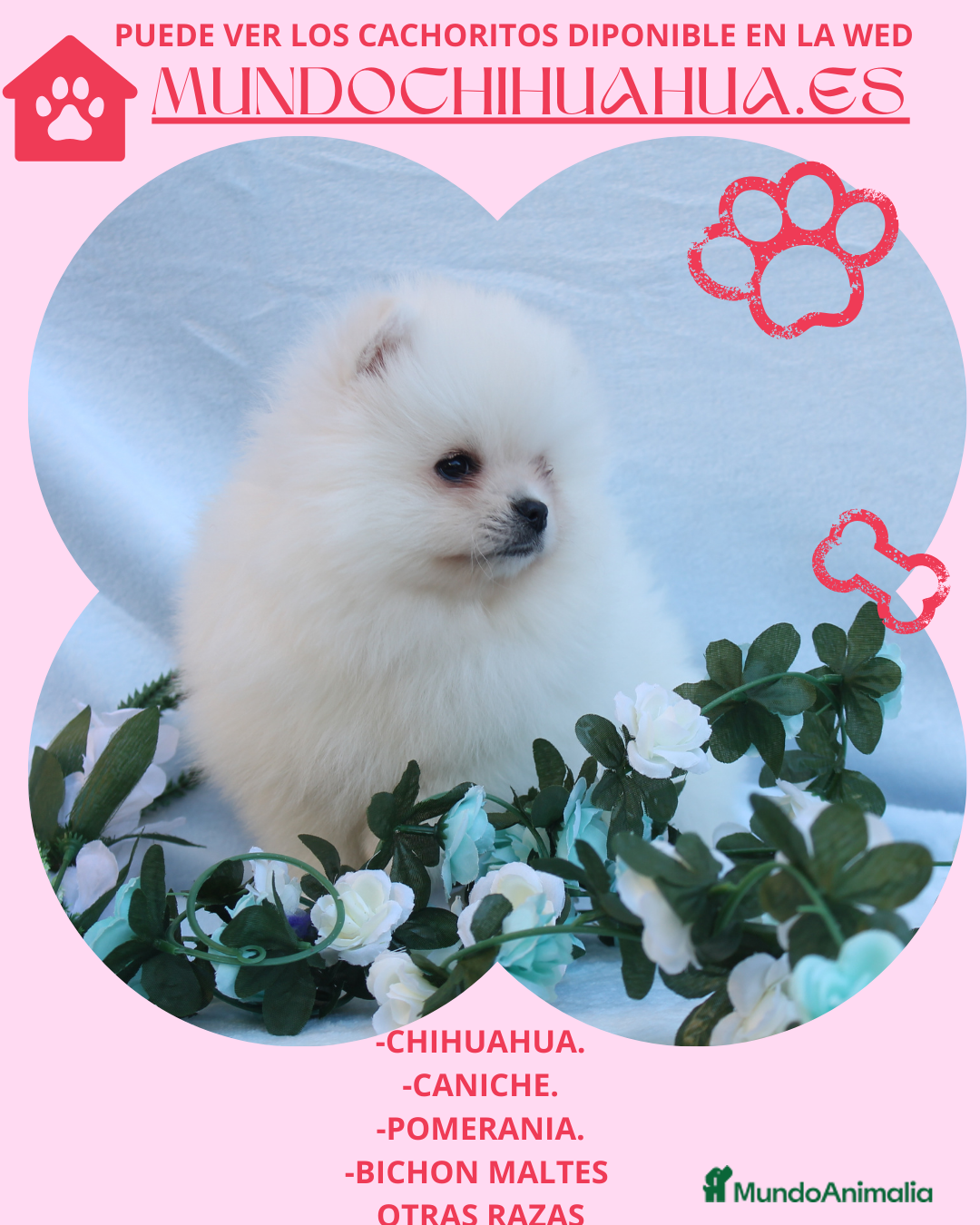 Pomerania Cachorro 6