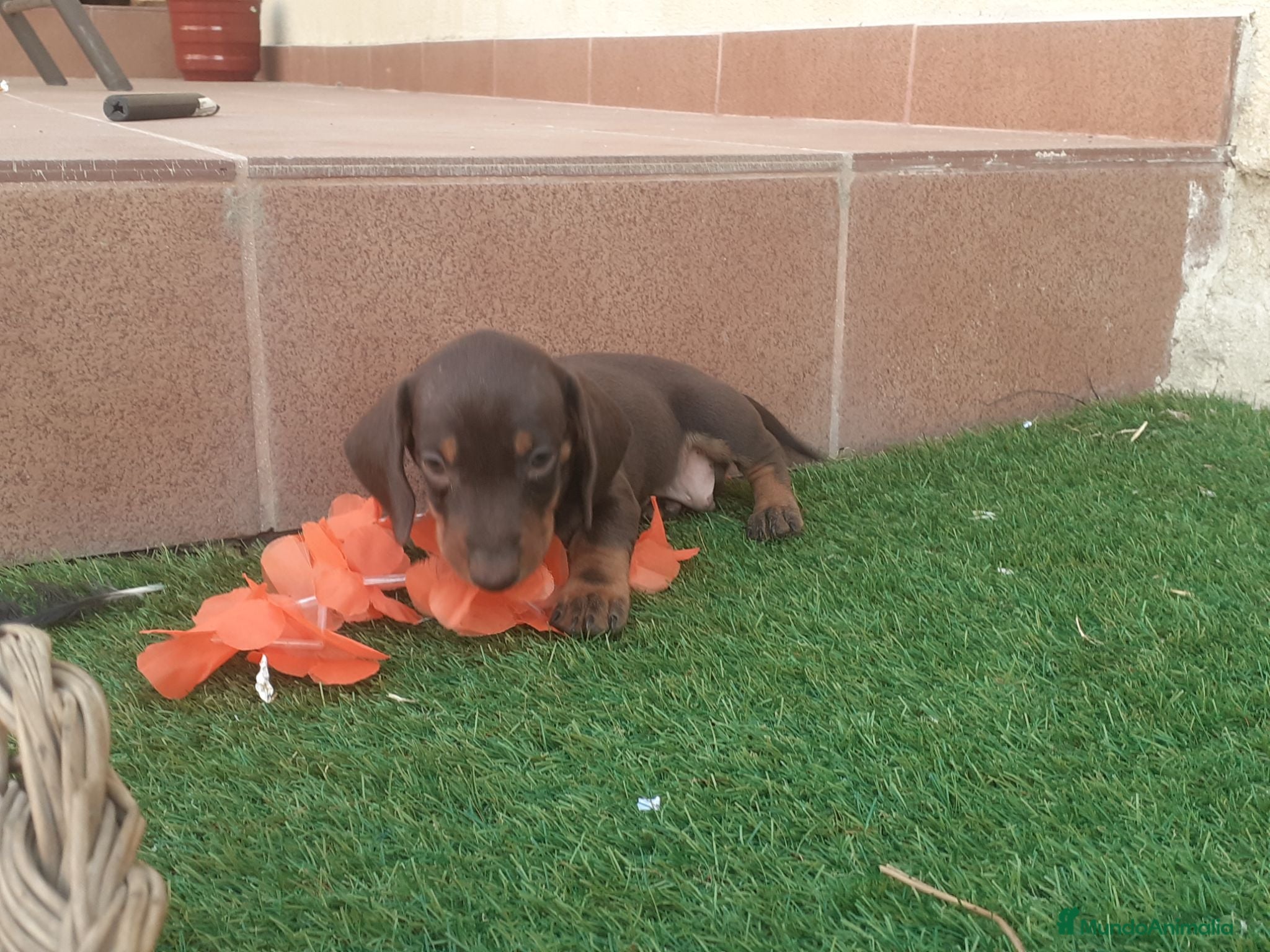 Teckel perros Teckel miniatura chocolate  - Anuncio 1