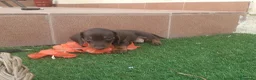 Teckel perros en venta: Teckel miniatura chocolate  - Anuncio 1
