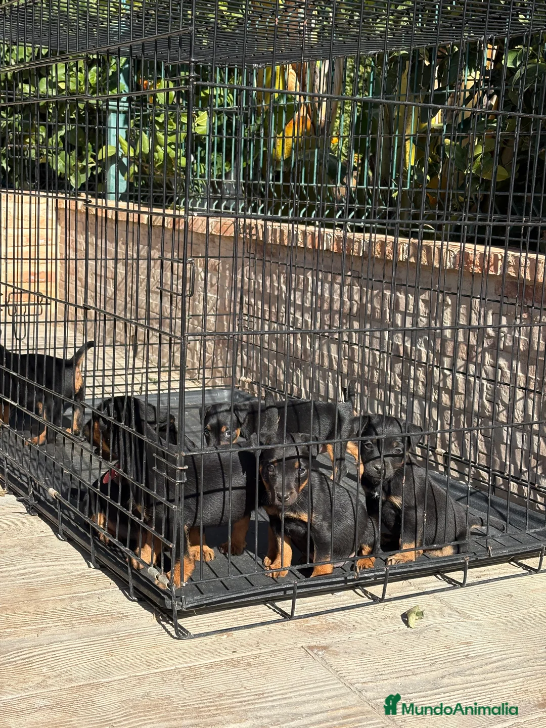 Terrier Alemán de Caza perros en venta: Disponibles cachorros Jagd terrier  - Anuncio 14