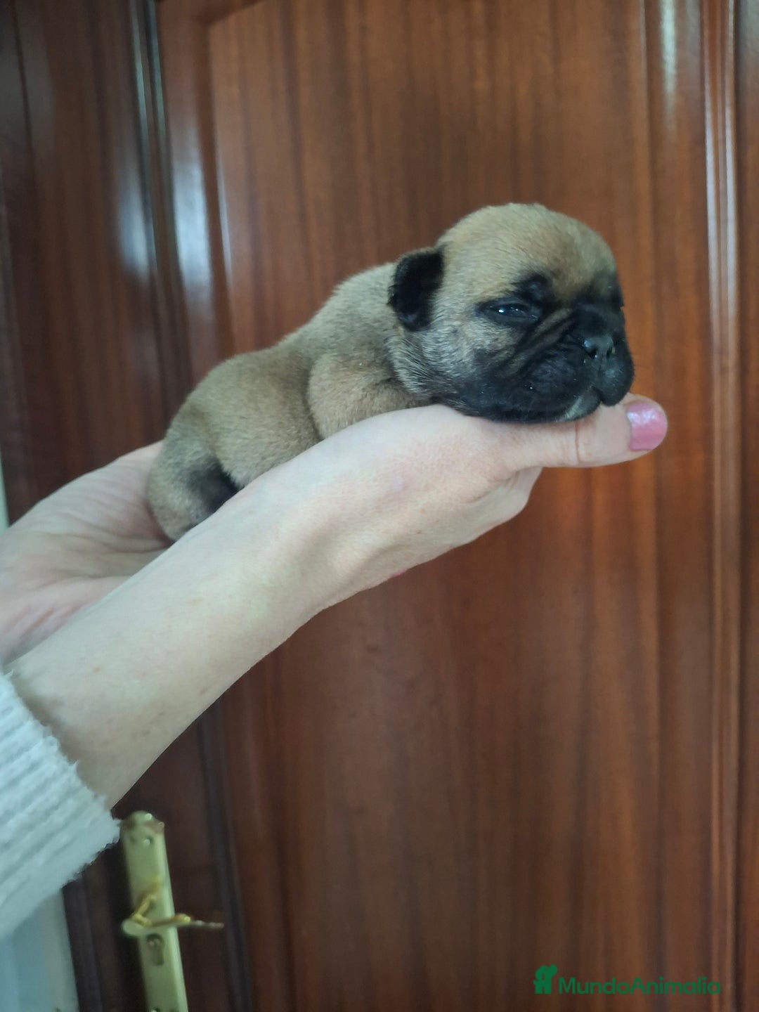 Bulldog Francés perros en venta: Bulldog frances fawn - Imagen 6