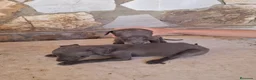Whippet perros en venta: Cachorros de Whippet - Anuncio 3