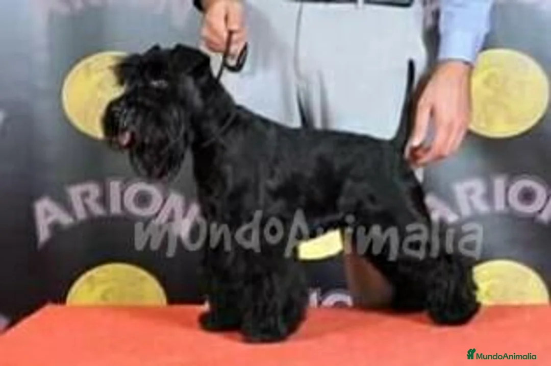 Imagen de galería {{count}}