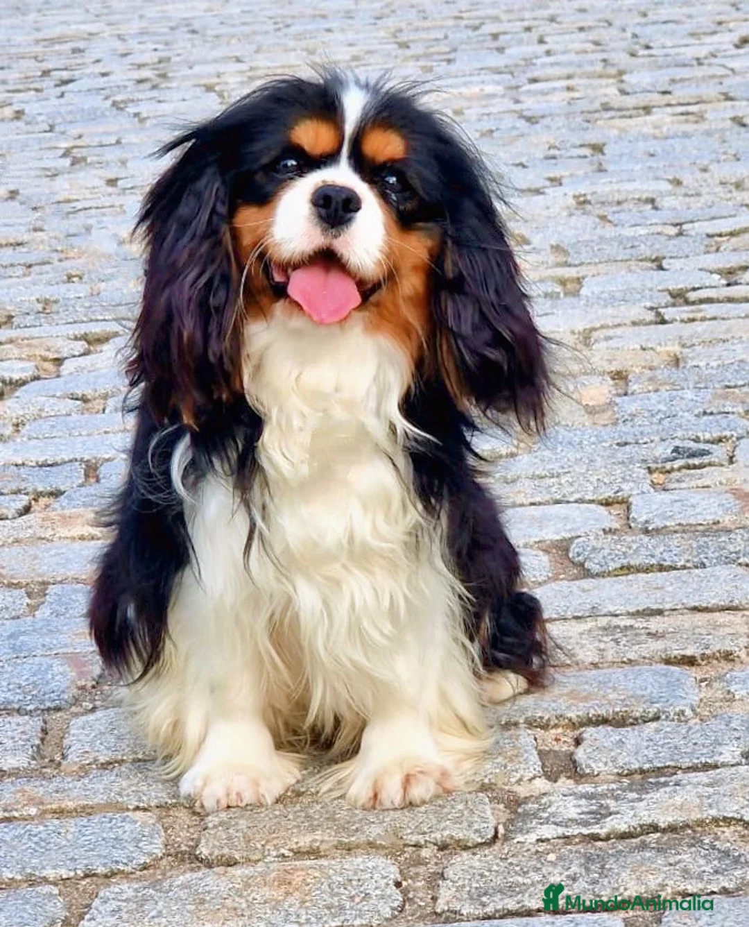 Imagen de galería {{count}}