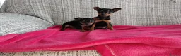 Pinscher Miniatura perros en venta: Pincher miniatura en Badajoz - Anuncio 2