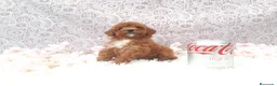 Caniche Toy perros en venta: PRECIOSOS CANICHE  ROJO LINEA TOY  - Anuncio 11