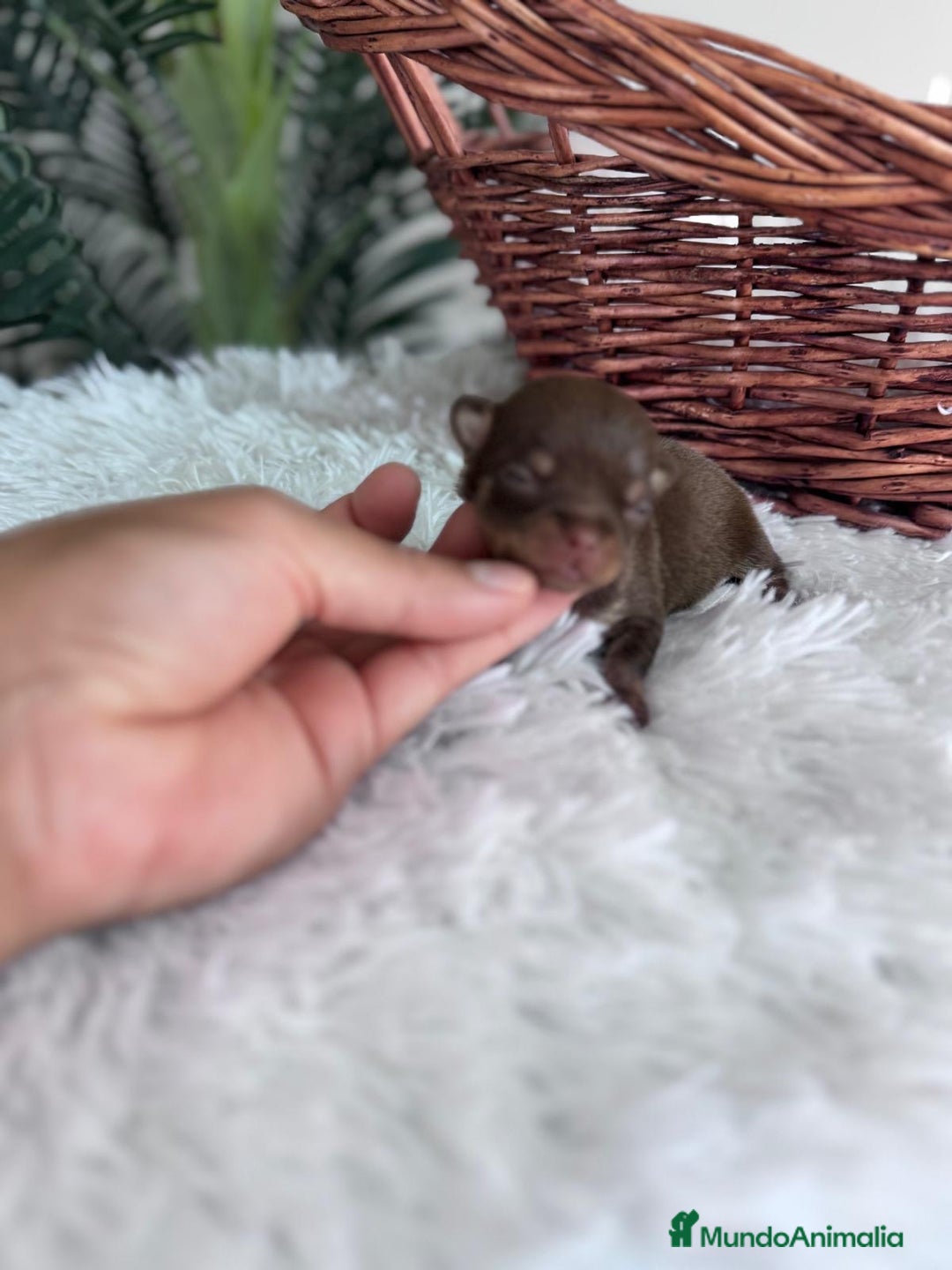 Chihuahua perros en venta: CHIHUAHUA HEMBRA CHOCOLATE & TAN - Imagen 11