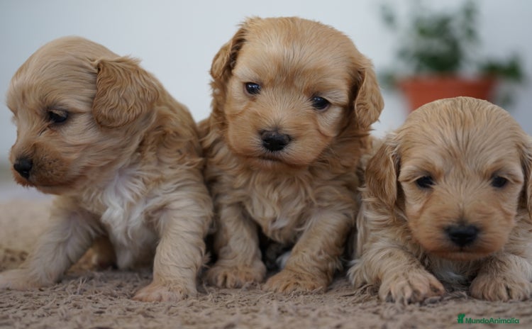 Maltipoo perros - Anuncio 1