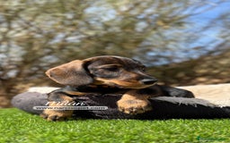 Teckel Miniatura perros en venta: CAMADA DE TECKEL PELO DURO - Imagen 3