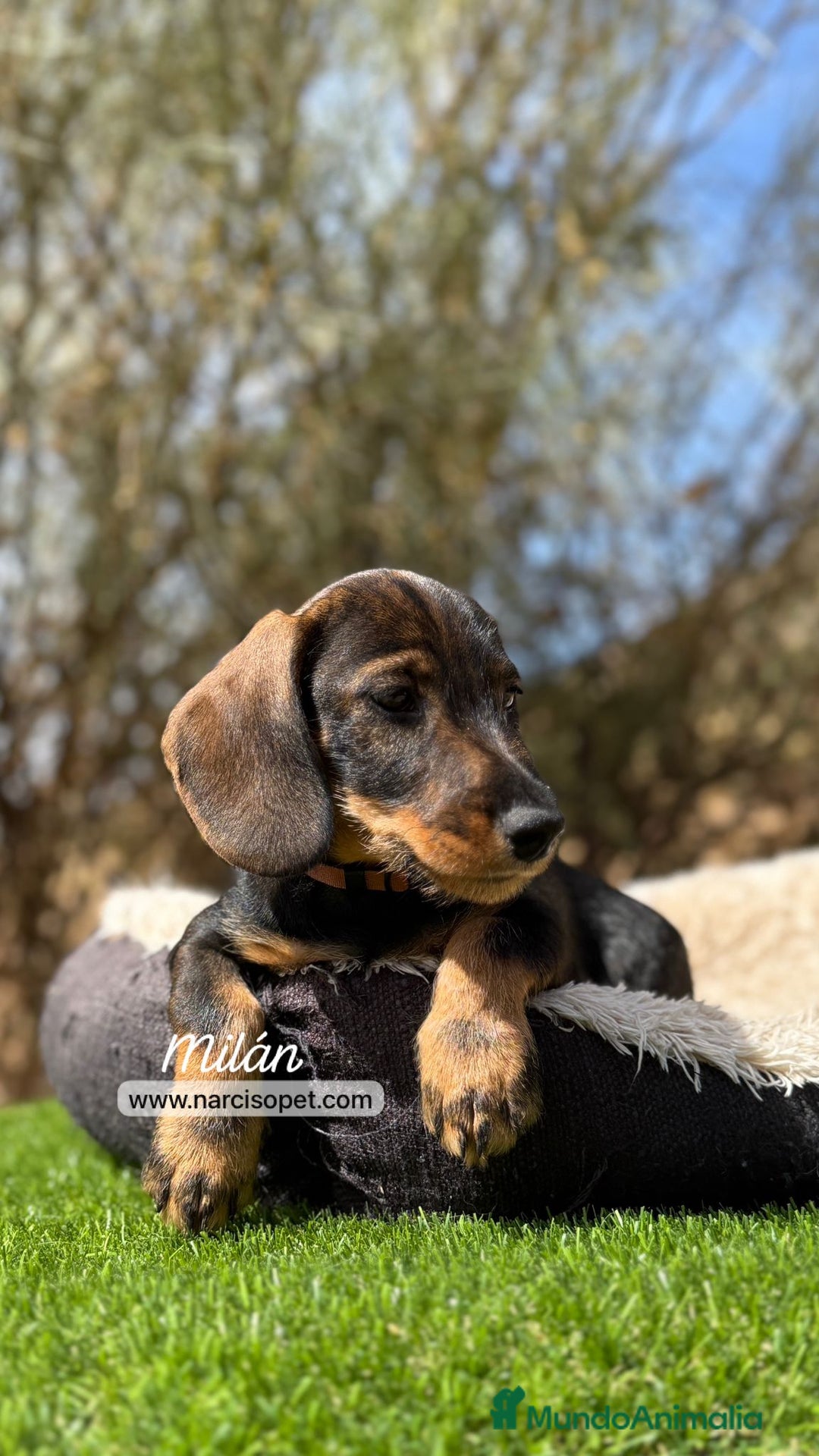 Teckel Miniatura perros en venta: CAMADA DE TECKEL PELO DURO - Imagen 3