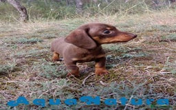 Teckel Miniatura perros en venta: Teckel Macho 2 de Lena AQUANATURA - Imagen 6