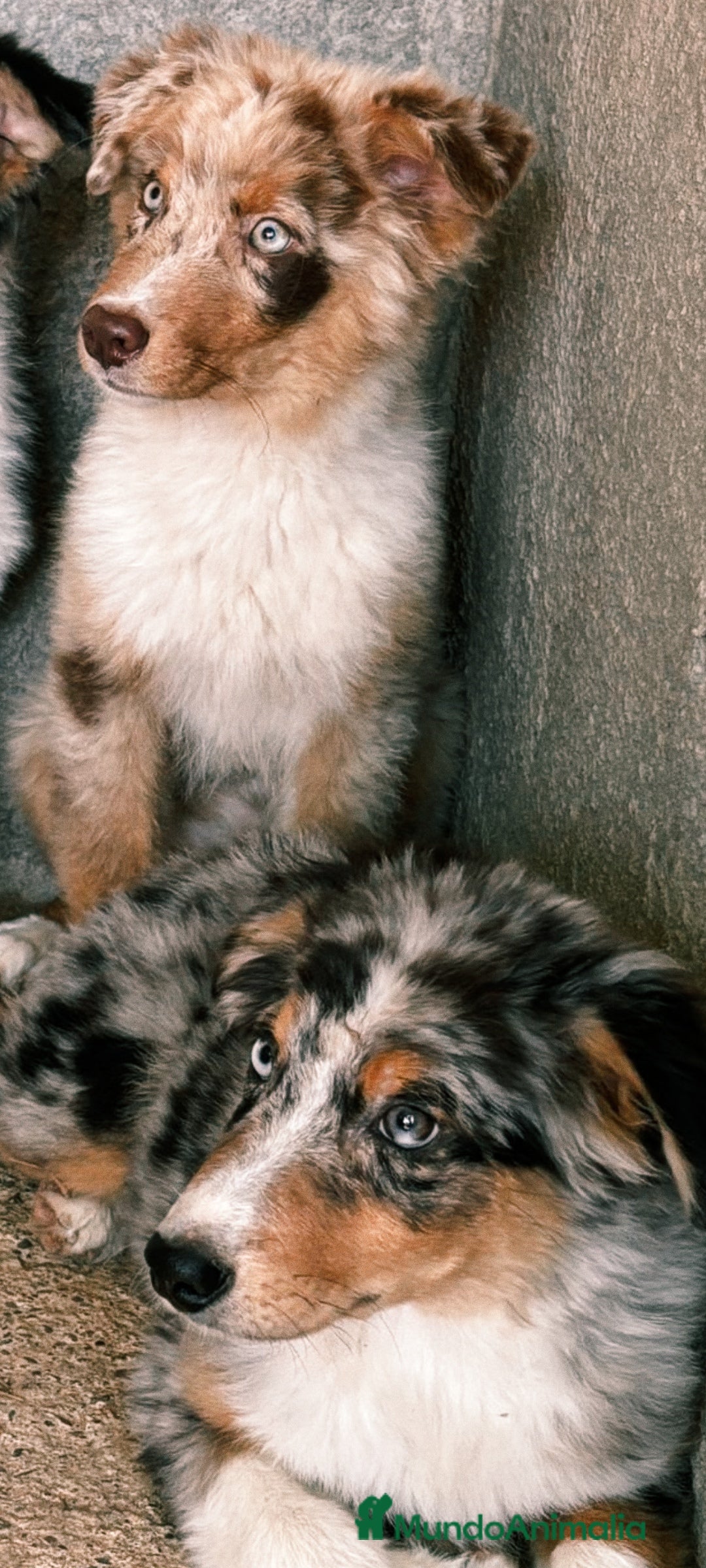 Pastor Australiano perros en venta: Pastores australianos ( australian sherpherd) - Imagen 2