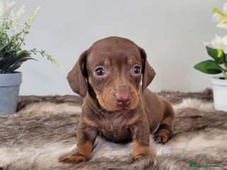 Teckel perros - Anuncio 6