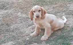 Cocker Spaniel Inglés perros en venta: Cocker  - Imagen 2