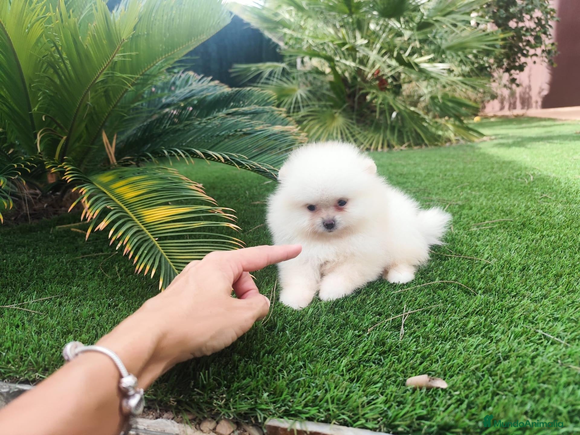 Pomerania perros Lulu pomerania - Anuncio 4
