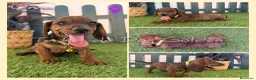 Teckel perros en venta: Teckel miniaturas atigrados - Anuncio 5