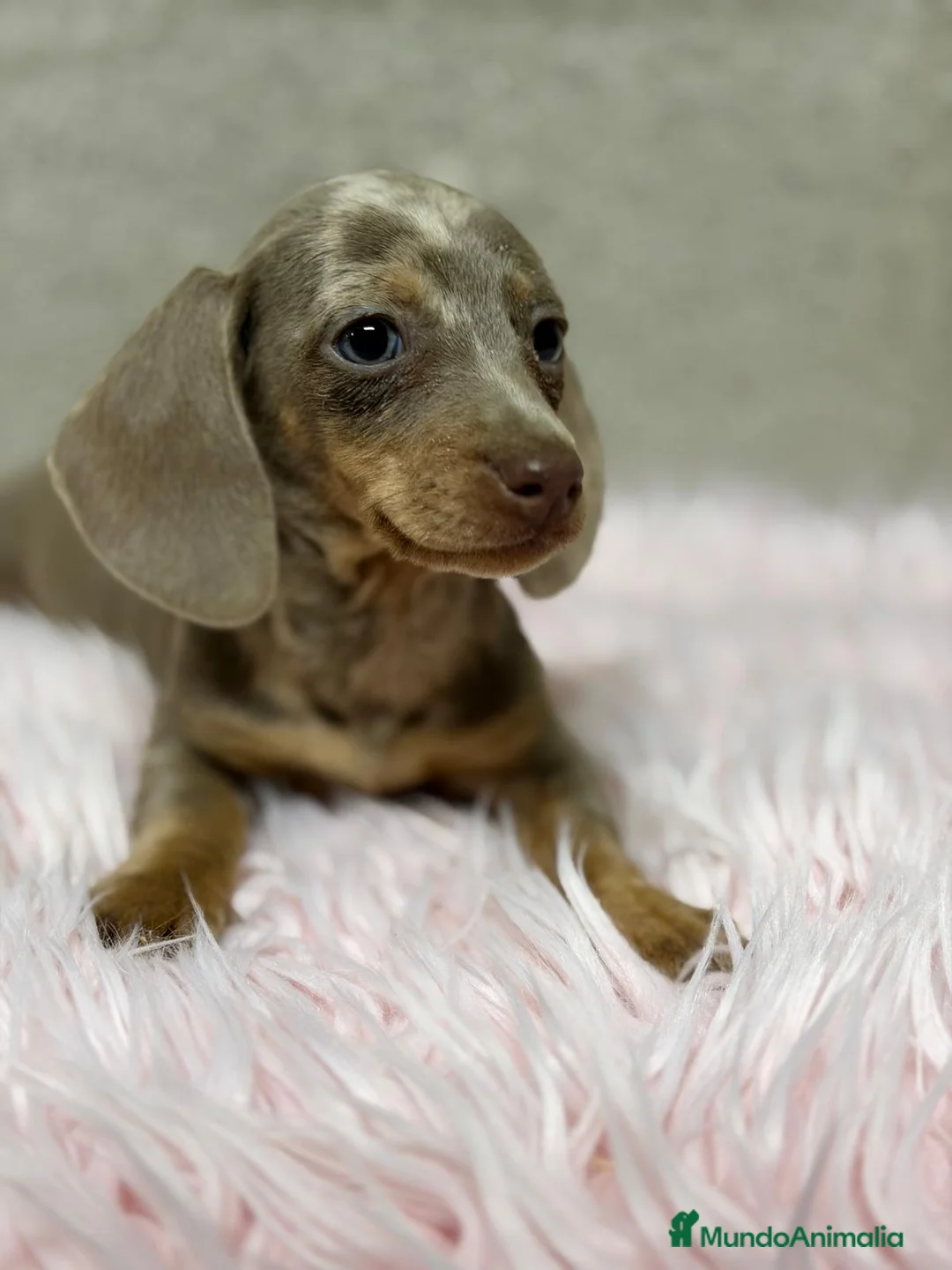 Teckel Miniatura perros en venta: TECKEL ARLEQUIN ISABELLA - Anuncio 4