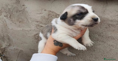 Mastín Español perros - Anuncio 13