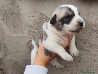 Mastín Español perros - Anuncio 1