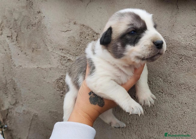 Mastín Español perros - Anuncio 1