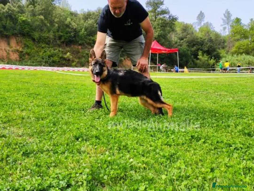 Imagen de galería {{count}}