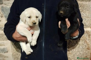 Labrador Retriever perros Cachorros de Labrador - Anuncio 5