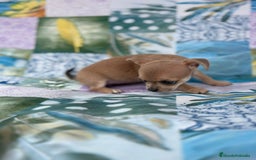 Chihuahua perros en venta: Chihuahua toy - Imagen 3