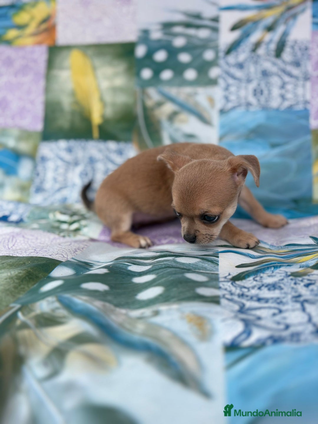 Chihuahua perros en venta: Chihuahua toy - Imagen 3
