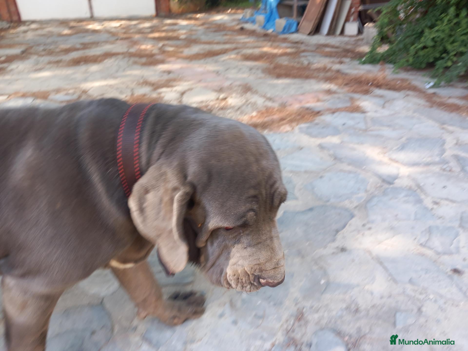 Cane Corso perros Mastin Napolitano Blue. - Anuncio 1