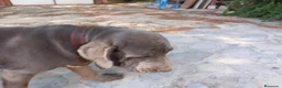 Cane Corso perros en venta: Mastin Napolitano Blue. - Anuncio 1